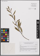 Foto von Salix L.